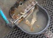 Water bowl dirty 2.jpg