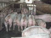 water-re-supply water pigs queing kr.jpg
