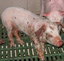 Dermatitis In Pigs Swine Diseases - Clinical Signs - Skin Conditions