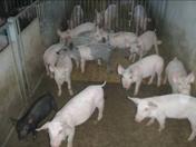 Clinical sign small pig in pen au
