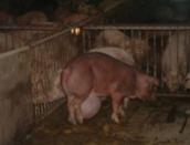 Hernia umbilical large