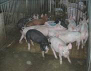 Stock group of weaners au