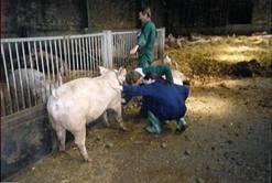 Blood taking sow